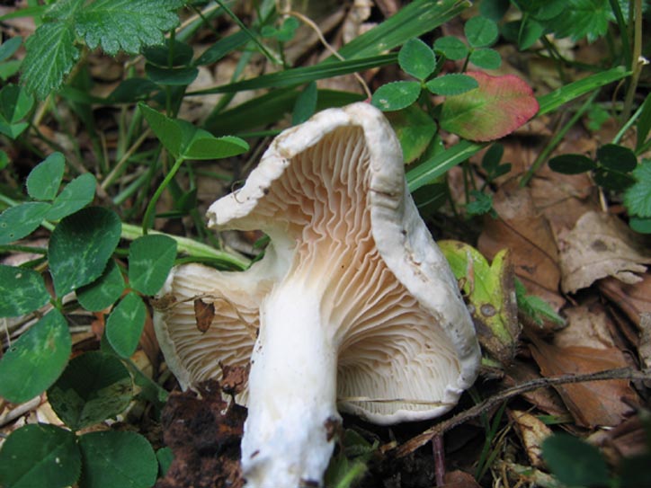 Clitopilus prunulus....e altro....